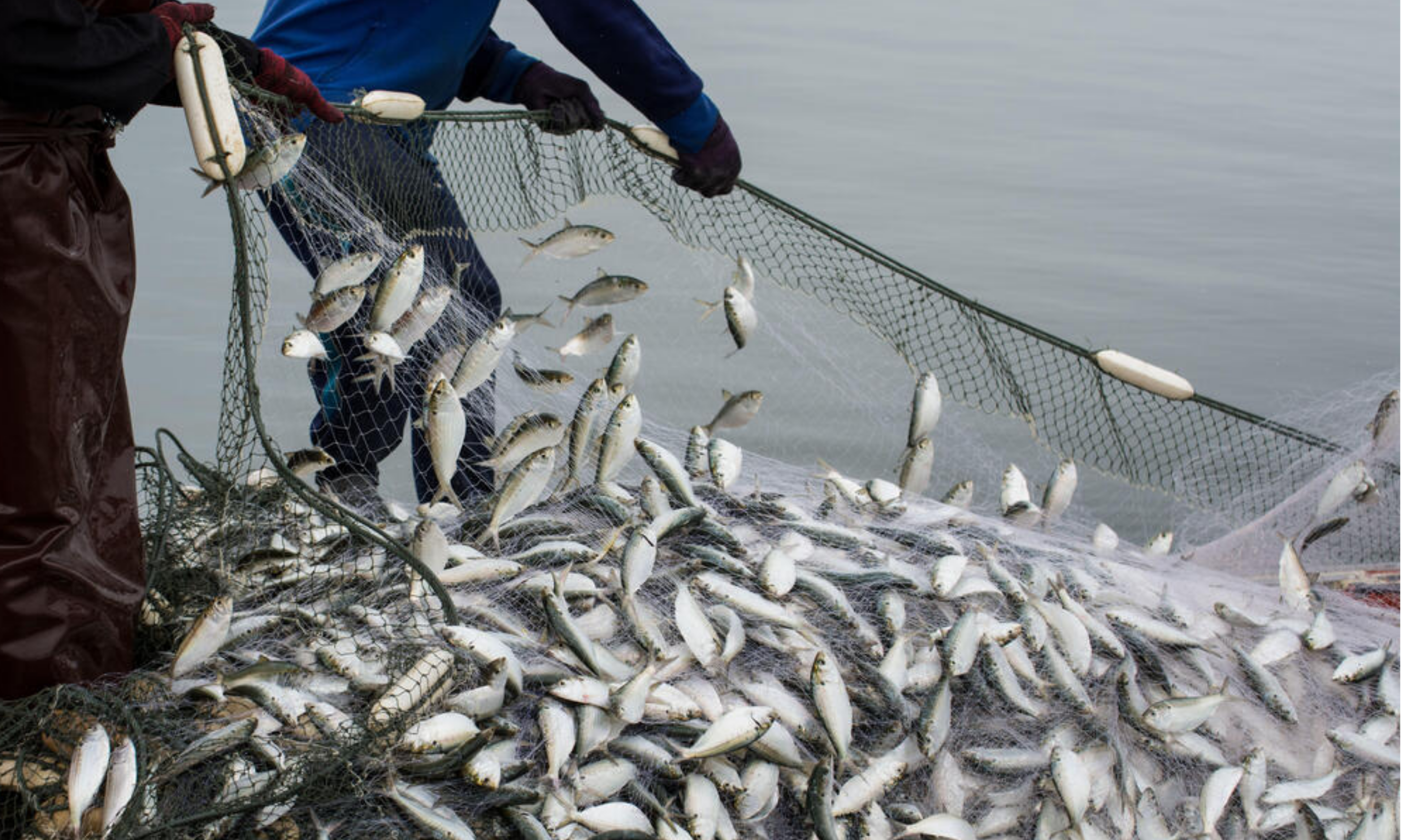 sattav fisheries management services photos